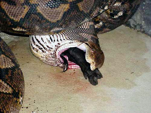Anaconda eating a Pig